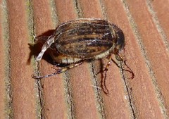 Odontria striata