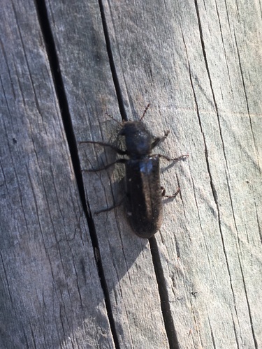 Polycaon chilensis