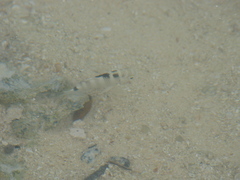 Abudefduf septemfasciatus