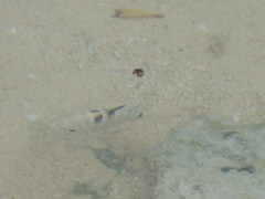 Abudefduf septemfasciatus