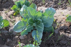 Brassica oleracea capitata