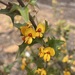 Podolobium ilicifolium - Photo (c) Ray Turnbull, alguns direitos reservados (CC BY-NC), uploaded by Ray Turnbull
