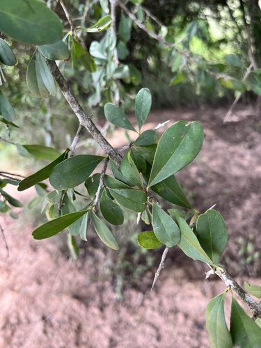 Foto de Quixaba
