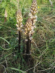 Orobanche crenata