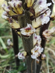 Orobanche crenata