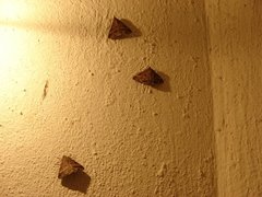 Insecta