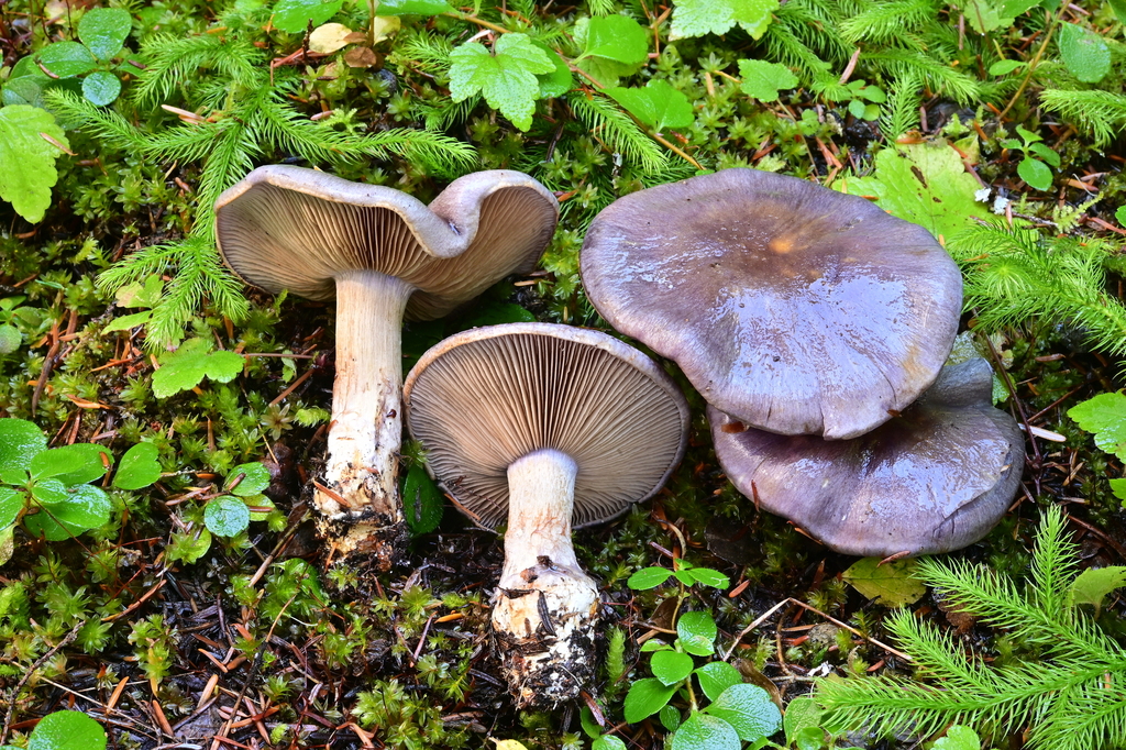 Phlegmacium sp. 'PNW73'