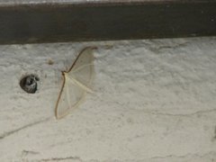 Insecta