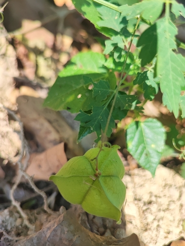 Lesser Balloon Vine