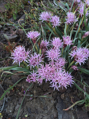 Allium anceps