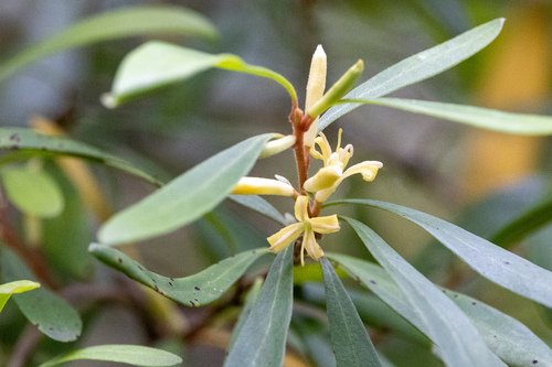 Persoonia arborea F.Muell.
