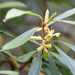 Persoonia arborea - Photo (c) Margaret Alcorn, some rights reserved (CC BY-NC), uploaded by Margaret Alcorn