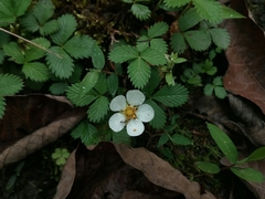 Fragaria nubicola