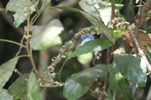 Agrostistachys indica observed 2024-01-18