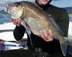 Nemadactylus douglasii