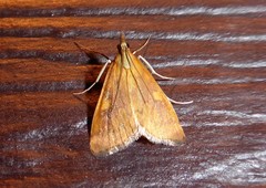 Mnesictena flavidalis