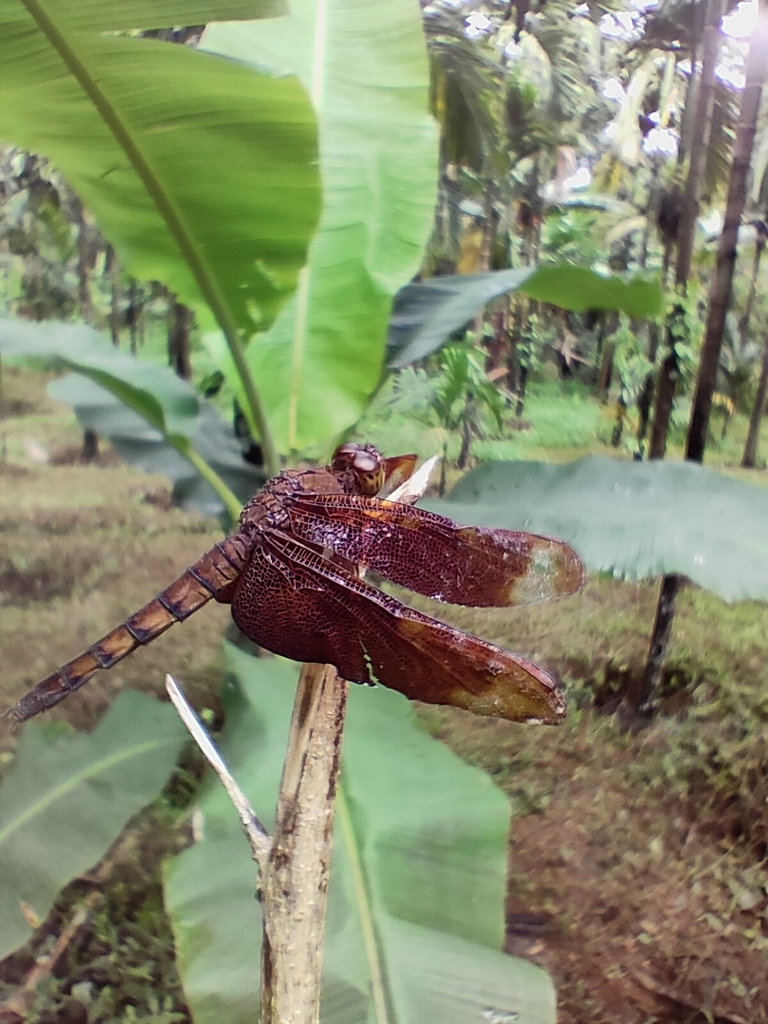 Russet Percher
