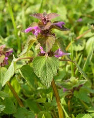Lamium purpureum