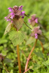 Lamium purpureum
