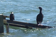 Leucocarbo chalconotus