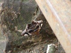 Insecta