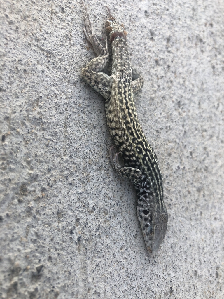 Whiptail Shell Great Basin Whiptail in July 2023 by Trystan Skinner. One of my ...