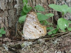 Insecta