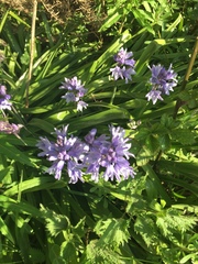 Hyacinthoides hispanica