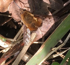 Bombylius discolor
