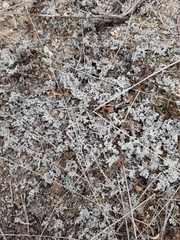 Stereocaulon paschale