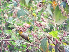 Zosterops palpebrosus