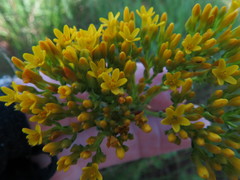 Sebaea sedoides