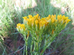 Sebaea sedoides