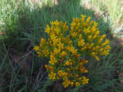 Sebaea sedoides