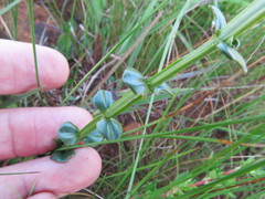 Sebaea sedoides