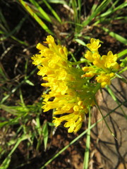 Sebaea sedoides