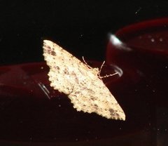 Insecta