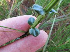 Sebaea sedoides