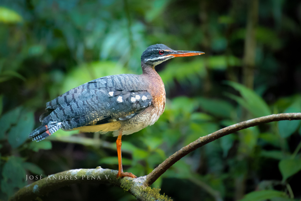 Sunbittern