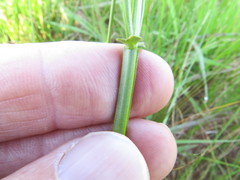 Sebaea sedoides