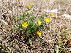 Ranunculus pedatifidus
