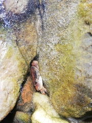 Cyclograpsus punctatus