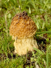 Morchella steppicola