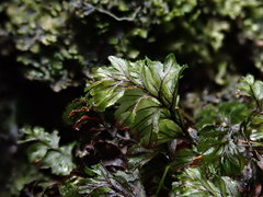 Hymenophyllum wilsonii