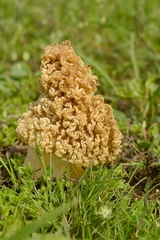 Morchella steppicola