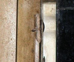 Insecta