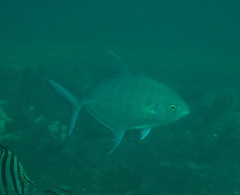 Ferdauia ferdau