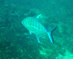 Ferdauia ferdau