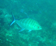 Ferdauia ferdau