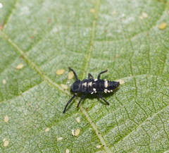 Coelophora inaequalis